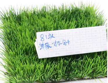 义乌市宣凝造草坪厂家